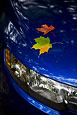 Maple Leaves On The Kia